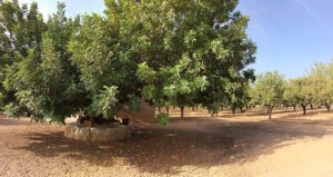 garrofera en el campo