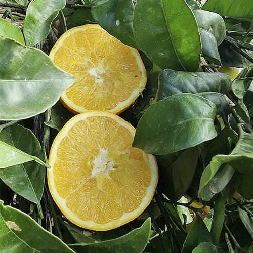 naranja cortada por la mitad