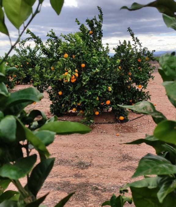 AGRICULTOR POR UN DIA