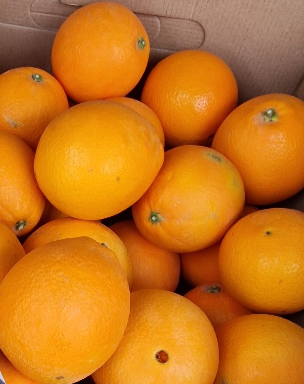 NARANJA NAVELINA FUKUMOTO