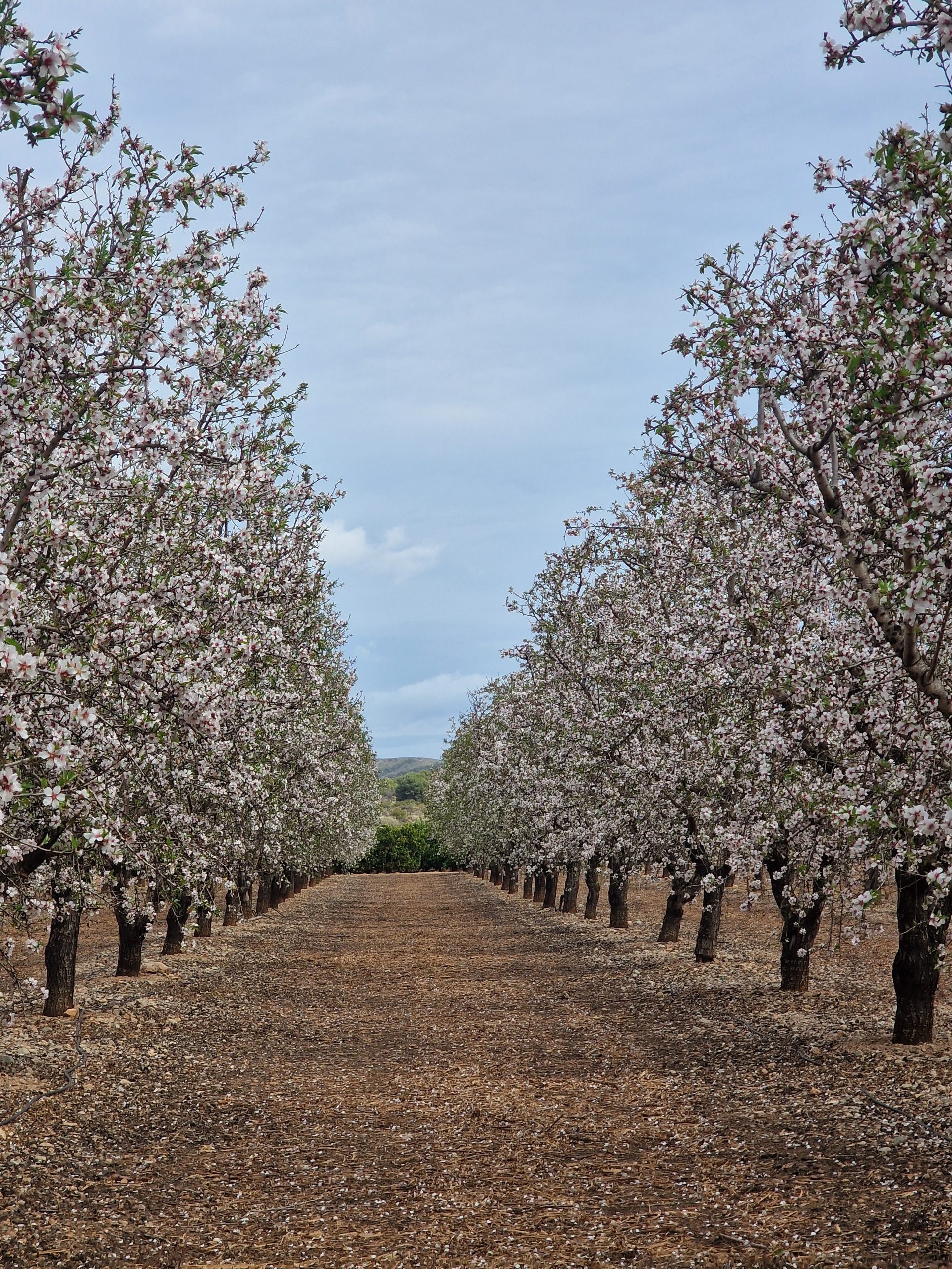 almendros podados con discos en flor 